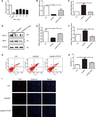 FGF2 Is Protective Towards Cisplatin-Induced KGN Cell Toxicity by Promoting FTO Expression and Autophagy